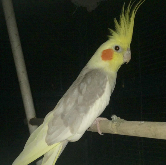 Lorenzo